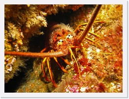 IMG_0987-crop * California Spiny Lobster * 3264 x 2448 * (2.11MB)